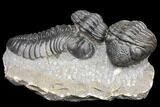 Two Pedinopariops Trilobite Fossils - Mrakib, Morocco #126326-1
